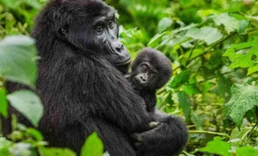 gorilla safaris in Uganda