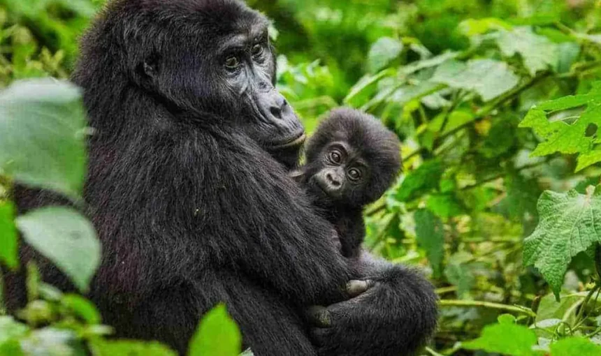 Can I Get Last-Minute Gorilla trekking Permits in Uganda?