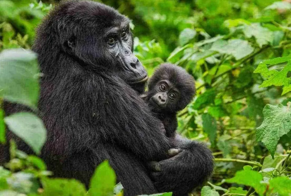 gorilla safaris in Uganda
