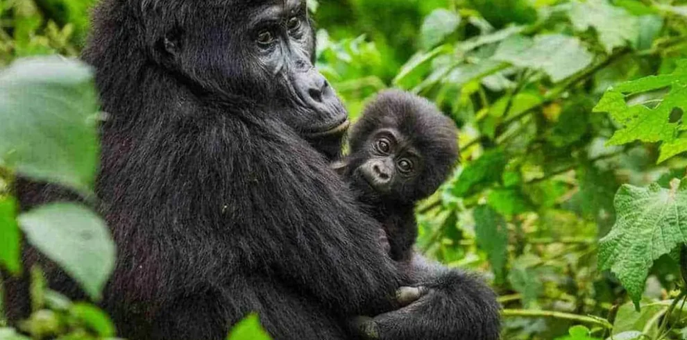 gorilla safaris in Uganda