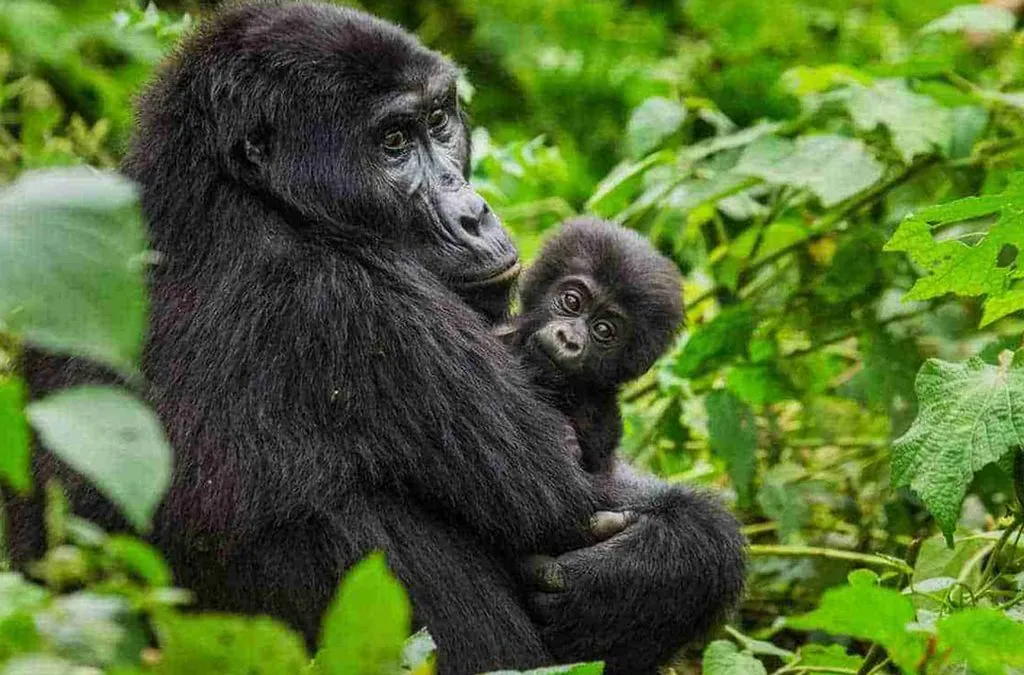 gorilla safaris in Uganda