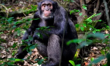 5 Days best of Rwanda Safari