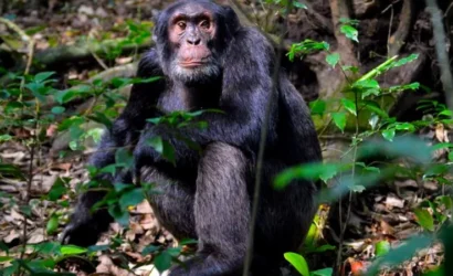 5 Days best of Rwanda Safari