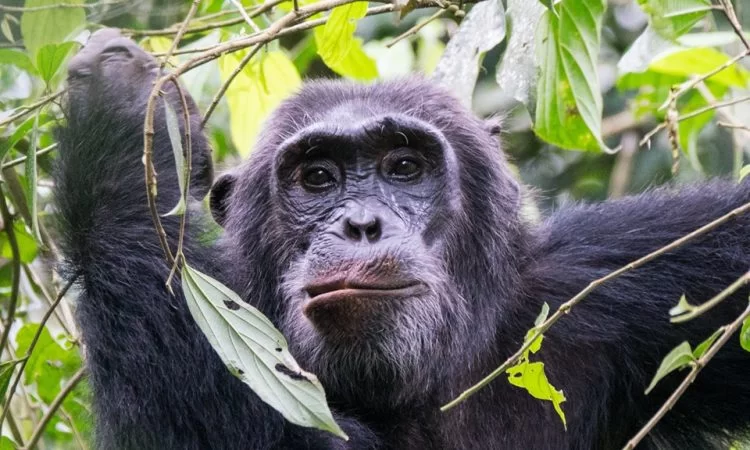 Is It Good to Visit Uganda During the Rainy Season