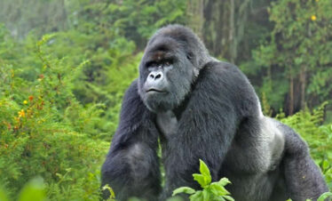 Gorilla trekking safaris in Uganda