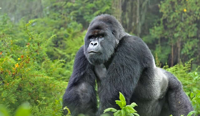 Gorilla trekking safaris in Uganda