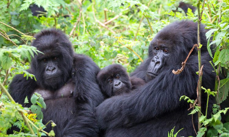 Can Children Go for Gorilla Trekking in Uganda?