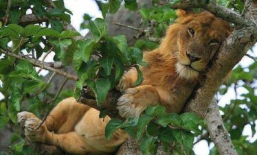 big cats of east africa