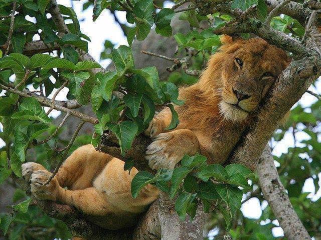 Where to Find Tree-Climbing Lions in Uganda