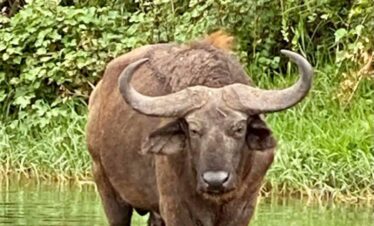 african buffalos