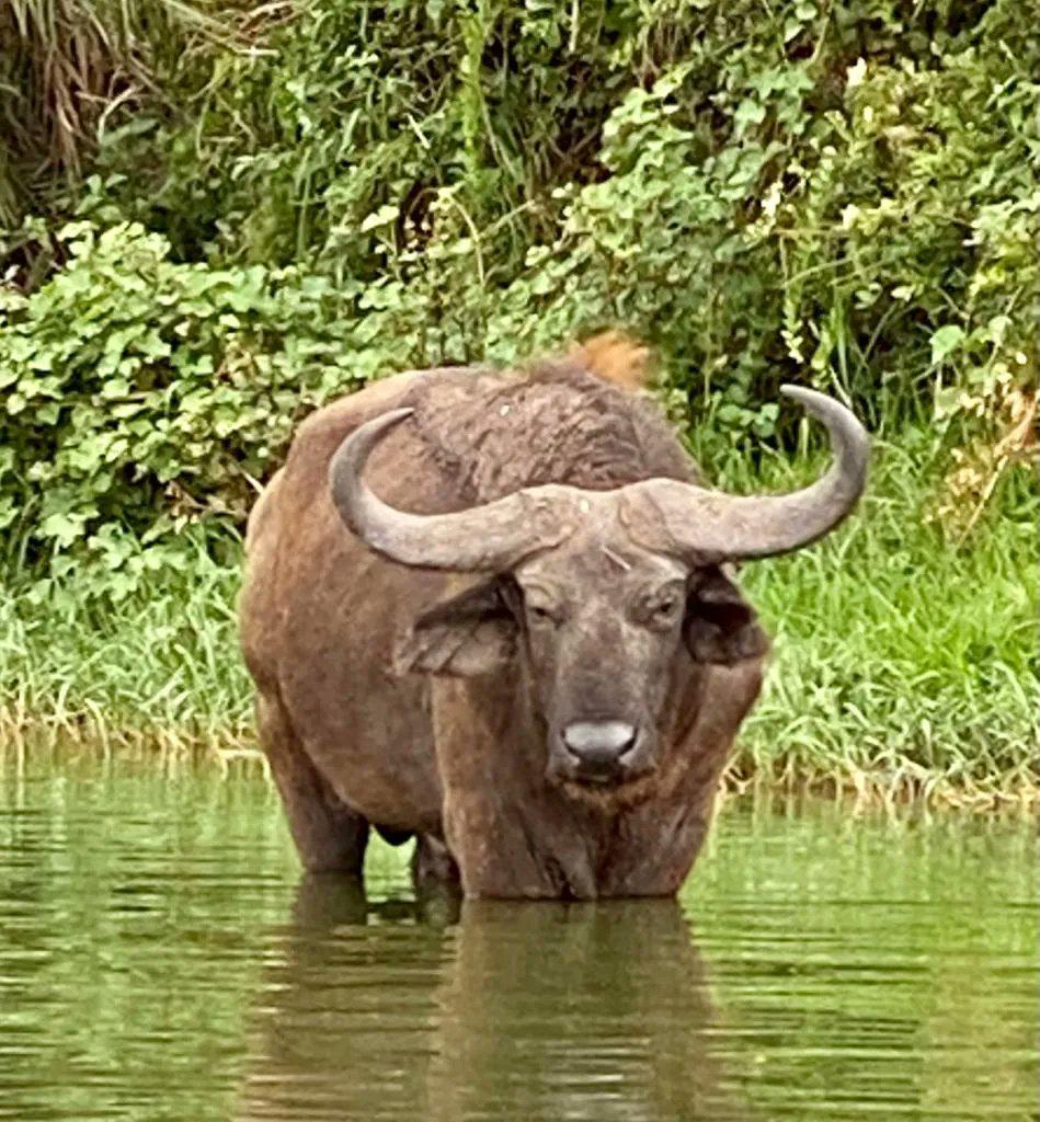 african buffalos