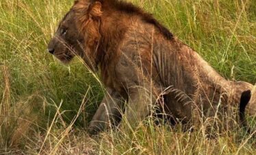best Ugandan safaris