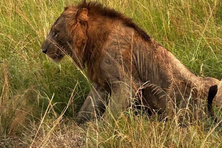 Where Can I See the Big Cats in Uganda?