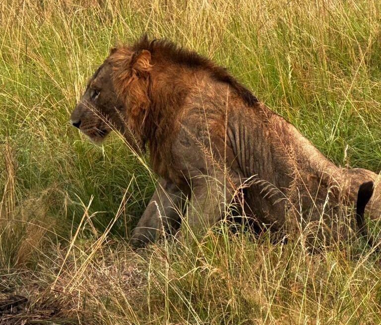 best Ugandan safaris