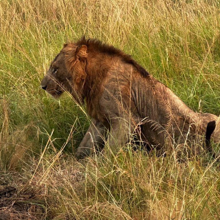 best Ugandan safaris