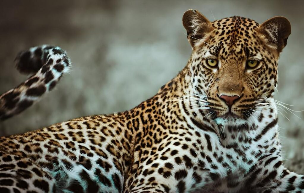 what cats can i find in east Africa