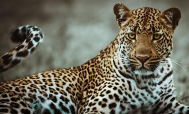 what cats can i find in east Africa