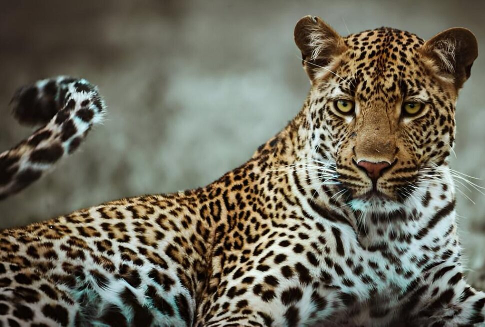 what cats can i find in east Africa