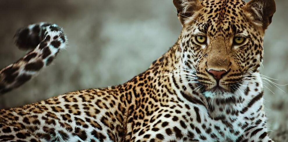 what cats can i find in east Africa