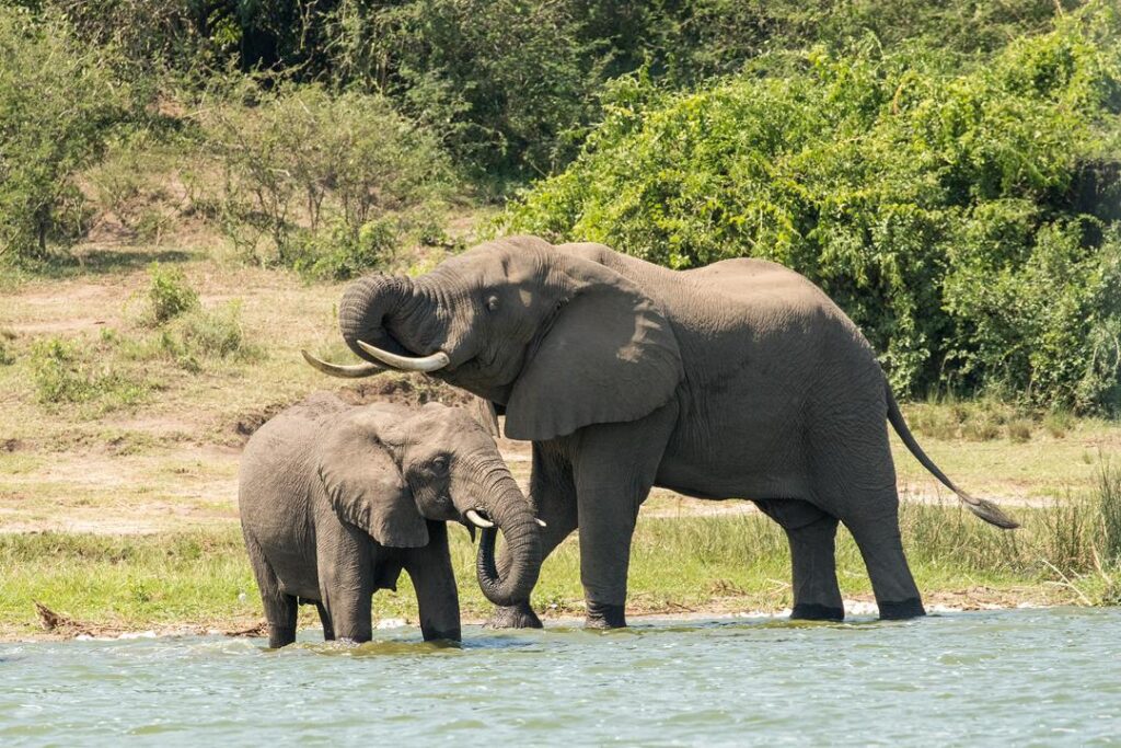 what are facts about east African elephants