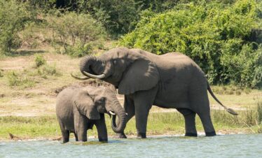 what are facts about east African elephants