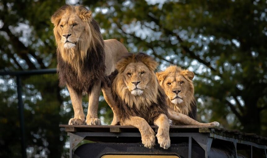 The Big Five of East Africa: A Complete Guide to Africa’s Most Iconic Wildlife