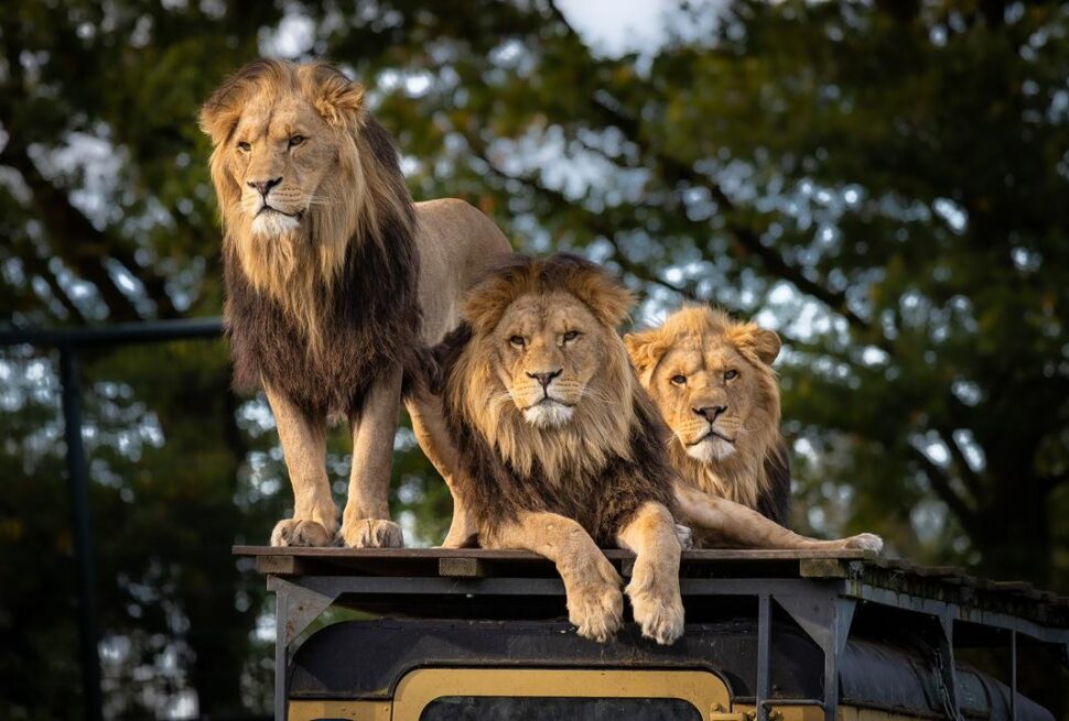 East Africa is one of the most sought-after safari destinations in the world, offering unmatched wildlife encounters across vast savannahs, lush forests, and dramatic landscapes. Among the highlights of any African safari are the legendary Big Five—a group of animals that have become synonymous with the ultimate wildlife experience. Originally coined by big-game hunters, the term “Big Five” refers to the five most difficult animals to hunt on foot. Today, however, they represent the most exciting animals to see, photograph, and protect in the wild. Let’s explore each of the Big Five in detail and discover where to find them in East Africa. What Are the Big Five? The Big Five include: Lion Elephant Leopard Buffalo Rhinoceros These animals roam the iconic landscapes of countries like Uganda, Kenya, and Tanzania, making the region a top destination for wildlife enthusiasts. 1. The African Lion – King of the Savannah The African Lion is perhaps the most famous of the Big Five. Known for their majestic manes and powerful roars, lions are social animals that live in prides. Key Facts: Live in groups called prides Top predators of the savannah Hunt mostly at night or during cooler hours Where to See Lions: Queen Elizabeth National Park Maasai Mara National Reserve Serengeti National Park One of the most unique experiences is spotting tree-climbing lions in Queen Elizabeth National Park. 2. The African Elephant – Gentle Giant The African Elephant is the largest land animal on Earth. These intelligent creatures are known for their strong family bonds and incredible memory. Key Facts: Can weigh up to 6,000 kg Highly social and emotional animals Use trunks for feeding, drinking, and communication Where to See Elephants: Amboseli National Park (famous for large herds) Murchison Falls National Park Tarangire National Park Elephants are often seen near water sources, especially during the dry season. 3. The Leopard – Master of Stealth The Leopard is elusive, solitary, and incredibly powerful. Leopards are known for their ability to drag prey up trees to avoid scavengers. Key Facts: Nocturnal and very secretive Exceptional climbers Spotted coat provides perfect camouflage Where to See Leopards: Lake Mburo National Park Serengeti National Park Maasai Mara National Reserve Spotting a leopard requires patience—but the reward is unforgettable. 4. The African Buffalo – The Unpredictable Giant The African Buffalo is one of the most dangerous animals in Africa due to its unpredictable nature. Key Facts: Travel in large herds Highly protective and aggressive when threatened Known as “Black Death” among hunters Where to See Buffalos: Queen Elizabeth National Park Serengeti National Park Masai Mara National Reserve Buffalos are commonly seen grazing in open grasslands and near water. 5. The Rhinoceros – Rare and Majestic The Rhinoceros is the rarest of the Big Five, primarily due to poaching. East Africa is home to both black and white rhinos. Key Facts: Thick skin but sensitive temperament Poor eyesight but excellent hearing Critically endangered in many areas Where to See Rhinos: Ziwa Rhino Sanctuary (Uganda’s only wild rhino habitat) Ngorongoro Conservation Area Ol Pejeta Conservancy Rhino tracking is a powerful conservation-focused experience. Best Time to See the Big Five in East Africa The best time for a Big Five safari is during the dry seasons, when animals gather around water sources and are easier to spot: June to October December to February Why East Africa is the Ultimate Big Five Destination East Africa stands out because of its: Rich biodiversity Iconic national parks and reserves Year-round safari opportunities Unique experiences like the Great Migration in Kenya and Tanzania Whether you're exploring Uganda’s lush parks or the endless plains of Kenya and Tanzania, every safari offers a chance to witness these incredible animals in their natural habitat. Final Thoughts A Big Five safari in East Africa is more than just a wildlife trip—it’s a life-changing adventure. From the roar of a lion at dawn to the silent footsteps of a leopard at dusk, every moment connects you with nature in its purest form. If you're planning your next safari, East Africa promises unforgettable encounters with the world’s most iconic animals. Ready for Your Big Five Safari? Start planning your journey today and experience the magic of Africa’s wildlife up close. Whether you're seeking luxury, adventure, or photography, the Big Five are waiting for you.