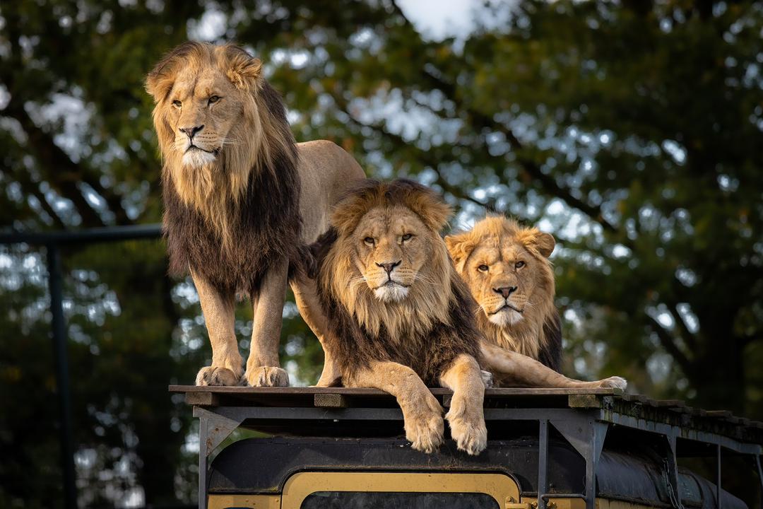 East Africa is one of the most sought-after safari destinations in the world, offering unmatched wildlife encounters across vast savannahs, lush forests, and dramatic landscapes. Among the highlights of any African safari are the legendary Big Five—a group of animals that have become synonymous with the ultimate wildlife experience. Originally coined by big-game hunters, the term “Big Five” refers to the five most difficult animals to hunt on foot. Today, however, they represent the most exciting animals to see, photograph, and protect in the wild. Let’s explore each of the Big Five in detail and discover where to find them in East Africa. What Are the Big Five? The Big Five include: Lion Elephant Leopard Buffalo Rhinoceros These animals roam the iconic landscapes of countries like Uganda, Kenya, and Tanzania, making the region a top destination for wildlife enthusiasts. 1. The African Lion – King of the Savannah The African Lion is perhaps the most famous of the Big Five. Known for their majestic manes and powerful roars, lions are social animals that live in prides. Key Facts: Live in groups called prides Top predators of the savannah Hunt mostly at night or during cooler hours Where to See Lions: Queen Elizabeth National Park Maasai Mara National Reserve Serengeti National Park One of the most unique experiences is spotting tree-climbing lions in Queen Elizabeth National Park. 2. The African Elephant – Gentle Giant The African Elephant is the largest land animal on Earth. These intelligent creatures are known for their strong family bonds and incredible memory. Key Facts: Can weigh up to 6,000 kg Highly social and emotional animals Use trunks for feeding, drinking, and communication Where to See Elephants: Amboseli National Park (famous for large herds) Murchison Falls National Park Tarangire National Park Elephants are often seen near water sources, especially during the dry season. 3. The Leopard – Master of Stealth The Leopard is elusive, solitary, and incredibly powerful. Leopards are known for their ability to drag prey up trees to avoid scavengers. Key Facts: Nocturnal and very secretive Exceptional climbers Spotted coat provides perfect camouflage Where to See Leopards: Lake Mburo National Park Serengeti National Park Maasai Mara National Reserve Spotting a leopard requires patience—but the reward is unforgettable. 4. The African Buffalo – The Unpredictable Giant The African Buffalo is one of the most dangerous animals in Africa due to its unpredictable nature. Key Facts: Travel in large herds Highly protective and aggressive when threatened Known as “Black Death” among hunters Where to See Buffalos: Queen Elizabeth National Park Serengeti National Park Masai Mara National Reserve Buffalos are commonly seen grazing in open grasslands and near water. 5. The Rhinoceros – Rare and Majestic The Rhinoceros is the rarest of the Big Five, primarily due to poaching. East Africa is home to both black and white rhinos. Key Facts: Thick skin but sensitive temperament Poor eyesight but excellent hearing Critically endangered in many areas Where to See Rhinos: Ziwa Rhino Sanctuary (Uganda’s only wild rhino habitat) Ngorongoro Conservation Area Ol Pejeta Conservancy Rhino tracking is a powerful conservation-focused experience. Best Time to See the Big Five in East Africa The best time for a Big Five safari is during the dry seasons, when animals gather around water sources and are easier to spot: June to October December to February Why East Africa is the Ultimate Big Five Destination East Africa stands out because of its: Rich biodiversity Iconic national parks and reserves Year-round safari opportunities Unique experiences like the Great Migration in Kenya and Tanzania Whether you're exploring Uganda’s lush parks or the endless plains of Kenya and Tanzania, every safari offers a chance to witness these incredible animals in their natural habitat. Final Thoughts A Big Five safari in East Africa is more than just a wildlife trip—it’s a life-changing adventure. From the roar of a lion at dawn to the silent footsteps of a leopard at dusk, every moment connects you with nature in its purest form. If you're planning your next safari, East Africa promises unforgettable encounters with the world’s most iconic animals. Ready for Your Big Five Safari? Start planning your journey today and experience the magic of Africa’s wildlife up close. Whether you're seeking luxury, adventure, or photography, the Big Five are waiting for you.