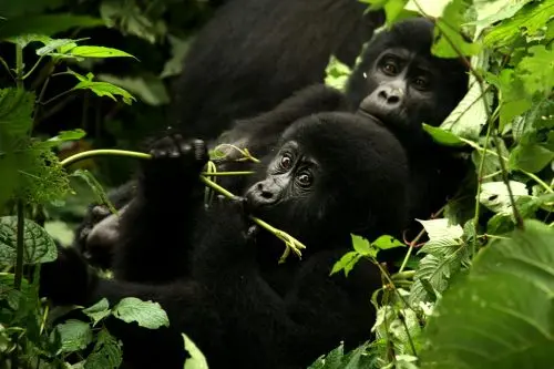 What Is Included in a 3 Days Gorilla Trekking Uganda Safari?