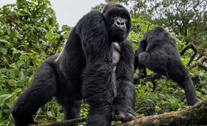 Gorilla trekking rwanda