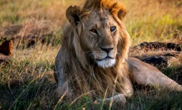Top 10 Uganda Safaris Companies