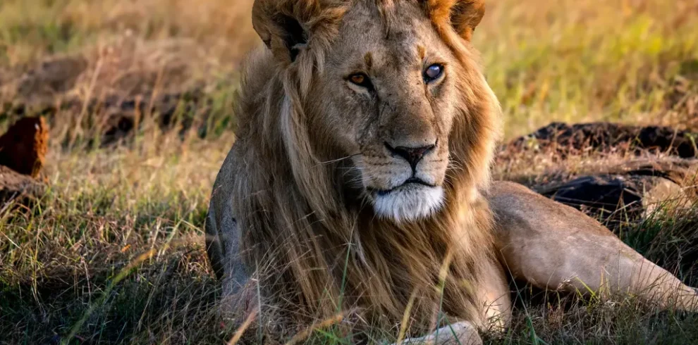 Top 10 Uganda Safaris Companies