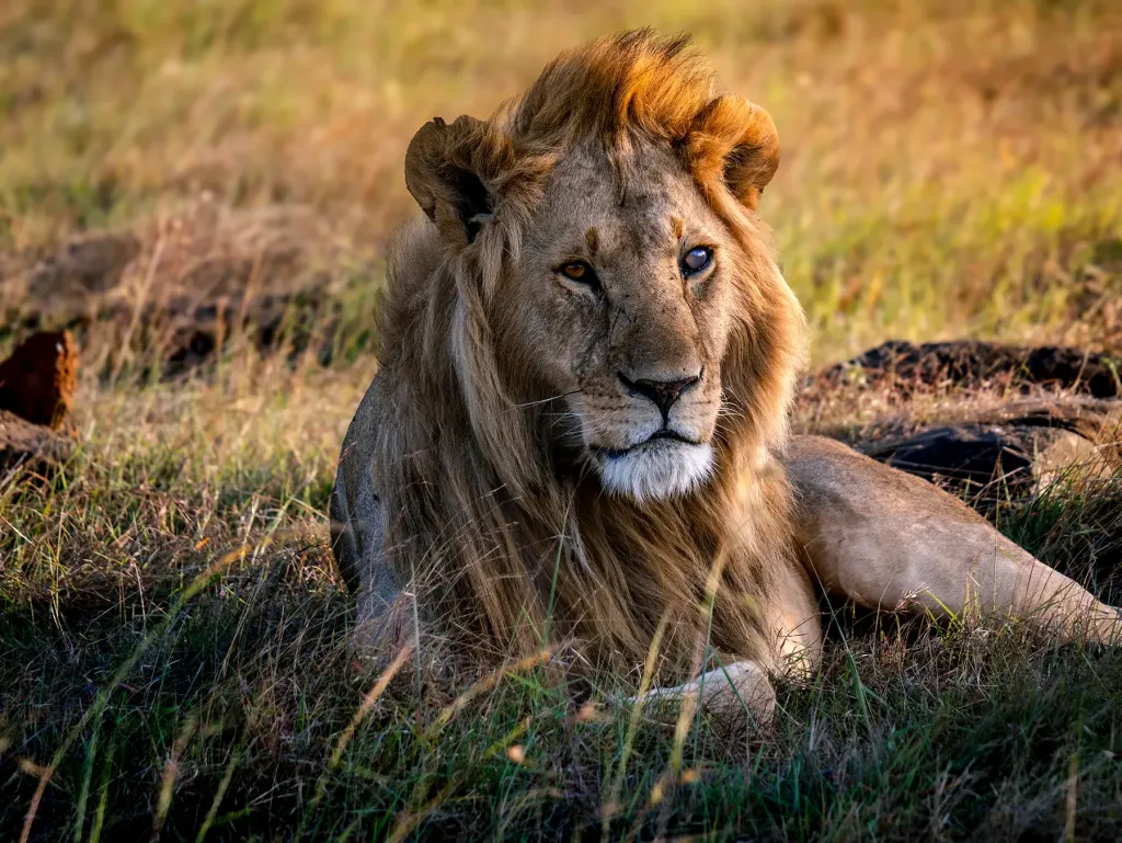 Top 10 Uganda Safaris Companies