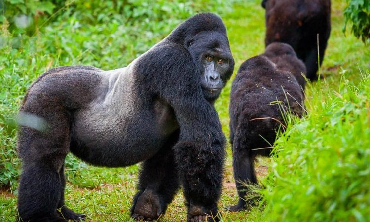 What Adventure Activities Can Be Done in Uganda?