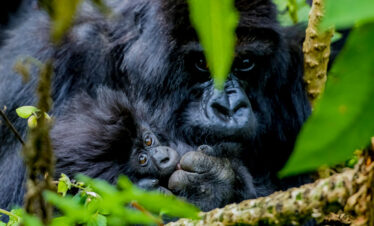 cheap gorilla trekking safari in uganda