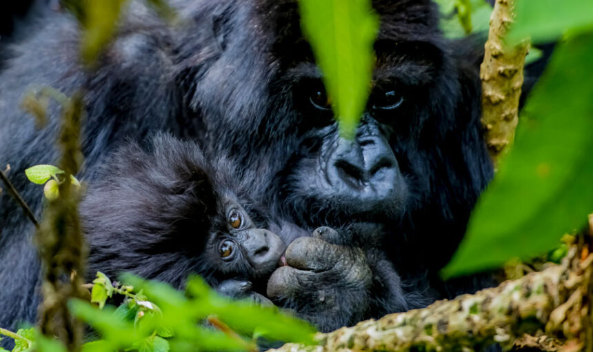 Why Clients Choose Bwindi Impenetrable National Park for Gorilla Trekking