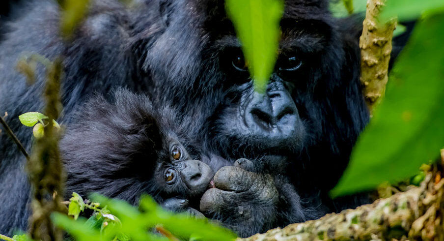 cheap gorilla trekking safari in uganda