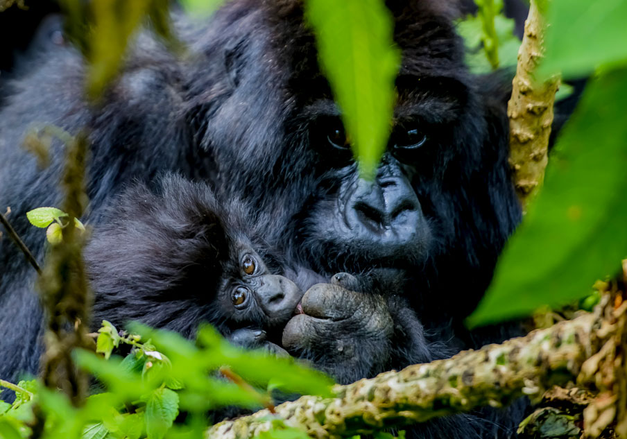 cheap gorilla trekking safari in uganda