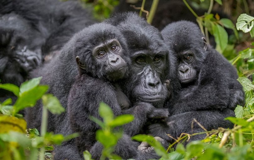 Why Gorilla Habituation Is Special on Uganda Safaris