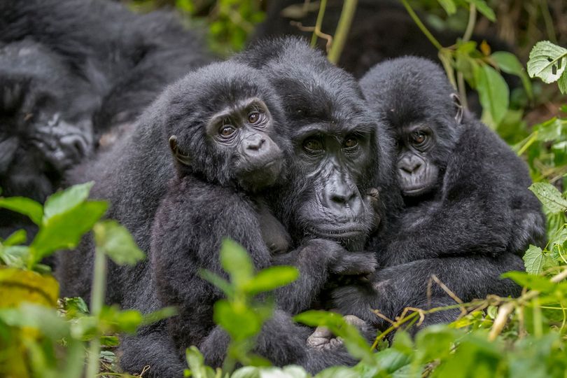 Uganda gorilla trekking experience