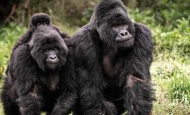 cheap gorilla trekking safari uganda