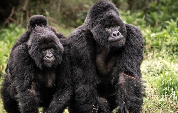 cheap gorilla trekking safari uganda