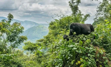15 Days Uganda Safari from Rwanda – Gorilla, Chimpanzee & Wildlife Tour