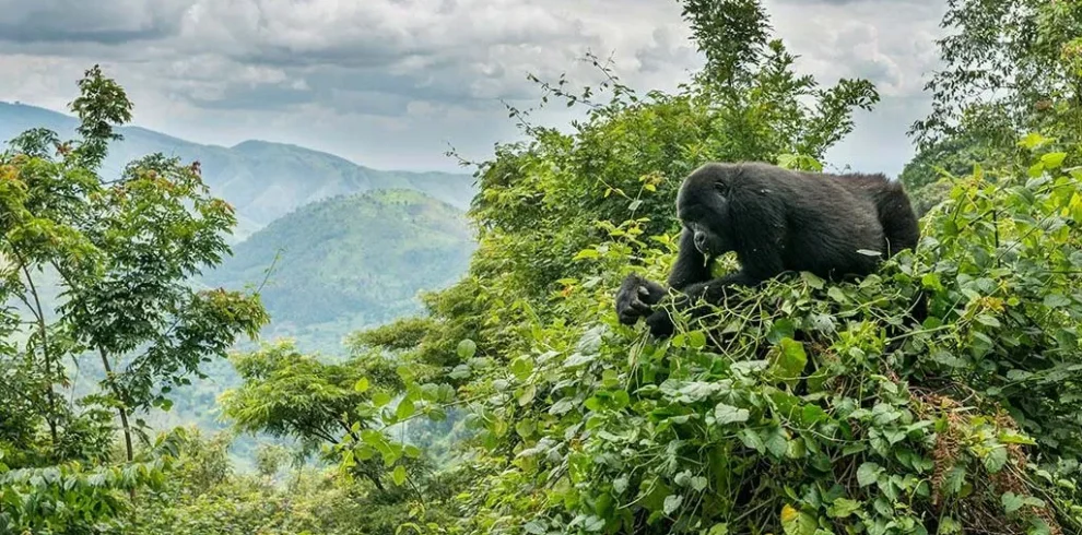 15 Days Uganda Safari from Rwanda – Gorilla, Chimpanzee & Wildlife Tour