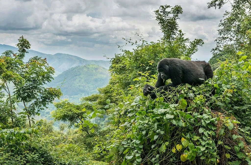 15 Days Uganda Safari from Rwanda – Gorilla, Chimpanzee & Wildlife Tour