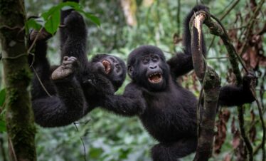 Uganda Gorilla Trekking Safari and habituation
