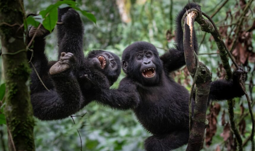Luxury Gorilla Safari in Uganda: The Ultimate Primate Experience