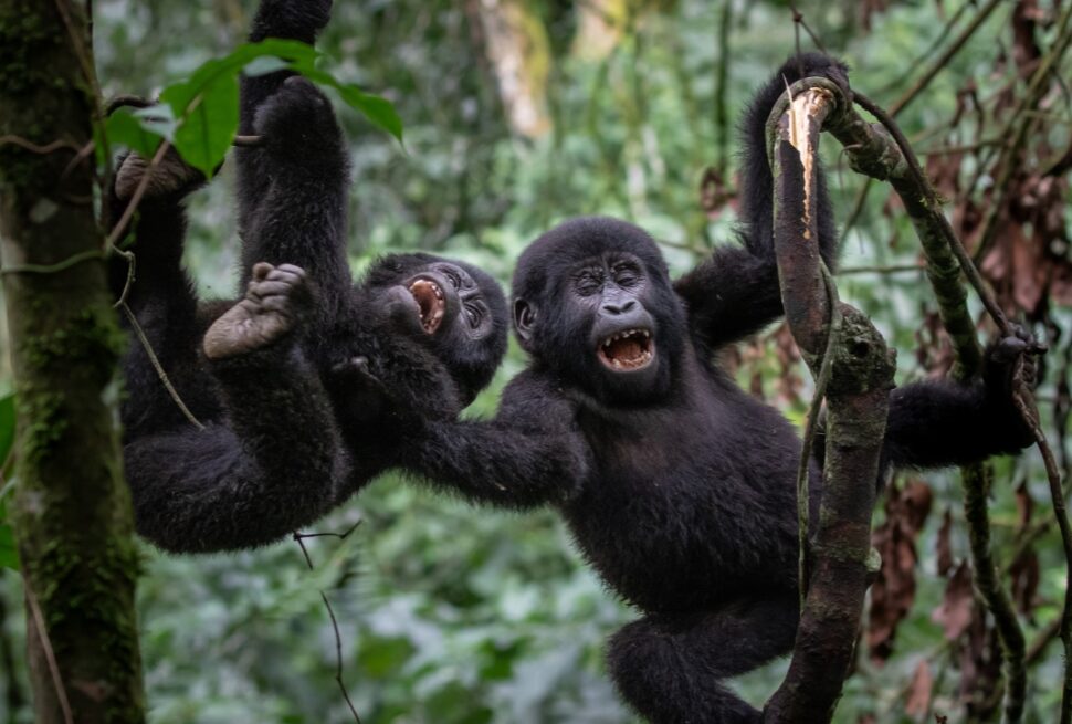 Uganda Gorilla Trekking Safari and habituation