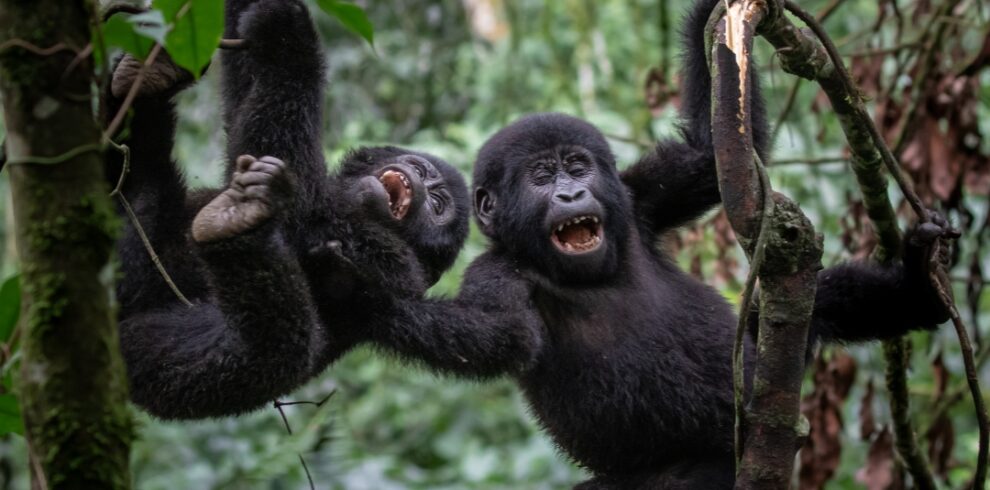 Uganda Gorilla Trekking Safari and habituation