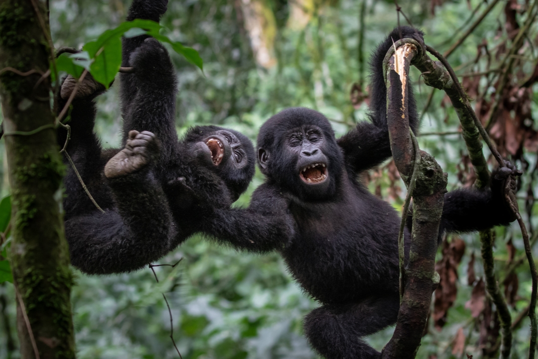 Uganda Gorilla Trekking Safari and habituation